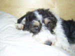 LEJA Fox terrier X terrier tib&eacute;tain -