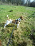 Jack Russel // Canelle -