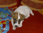 jack russel cassie -