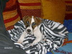 jack russel cassie -