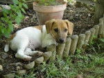 Jack Russel -
