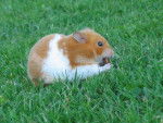 Canelle (hamster syrien) -