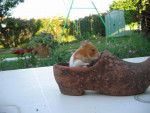 Canelle (hamster) -