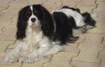 VENUS CAVALIER KING CHARLES -