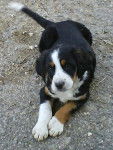 Diablo, border collie crois&eacute; beagle -