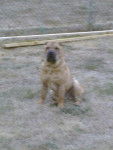 taz mon sharpei -