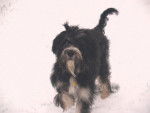 KIARA 3/4 berger des Pyrenees 1/4 Briard -