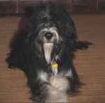 KIARA 3/4 berger des Pyrenees 1/4 Briard -