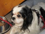 Nanga, Cavalier King Charles -