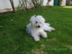 Miki bichon -