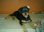 rott royal ouria 8mois -