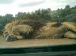 zoo de saint martin la pleine -
