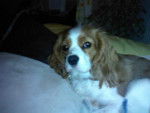 ca c'est ma chanel cavalier king charles !!elle a 2 ans et attend des petits c'est entre le 25 et le - (2 ans)