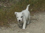 Shaina Jack russel -