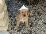 wolcan yack/basset fauve de brtagne -