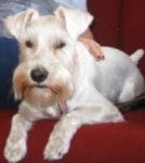 Sammy schnauzer - Mâle (4 ans)