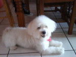 bichon dixy a l age de 1ans et4mois -