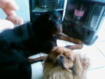 bella et salombo rottweiler et p&eacute;kinois -