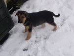 Beauceron crois&eacute; berger - Farouk -