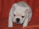 Bulldog Anglasi - Edgar -