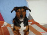 croise jack russel teckel -