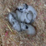 B&eacute;b&eacute;s lapins -