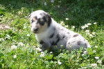 colley poil court bleu merle. Edelweiss Bleu Du Vent Des Moissons -