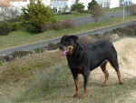 Oriane, Rottweiller -