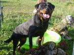 braise rott -