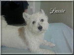Lassie - Crois&eacute; Bichon Fris&eacute; / Epagneul Papillon -