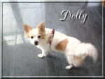 Dolly - Crois&eacute; Spitz Moyen / Pekinois - Yorkshire -
