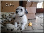 Indra - Crois&eacute;e Bichon Fris&eacute; / Dalmatien -