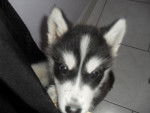 husky -
