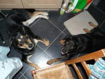 Cooper/Croise BA&Labrador ET Louna/Rotweiller -
