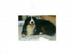 Doggy bouvier bernois -