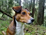 Jack russel/teckel Luna -
