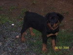 rottweiller fani -