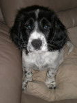 oliver springer spaniel -
