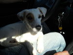 Jack Russel -