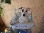 Jack Russel -