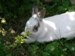 lapin nain -
