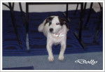jack rusell dolly -