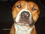 Pittbull Americain rednose -