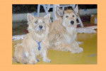 CAIRN TERRIER ET BERGER PICARD -