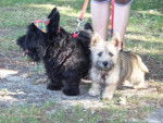 cairn terrier et scottie -