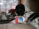 springer spaniel Oliver -