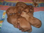 chiots2.jpg -
