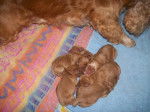 chiots3.jpg -