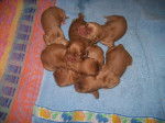 chiots6.jpg -