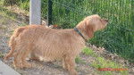BASSTE FAUVE DE BRETAGNE -